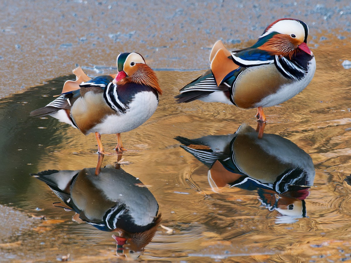 Mandarin Duck - ML611911212