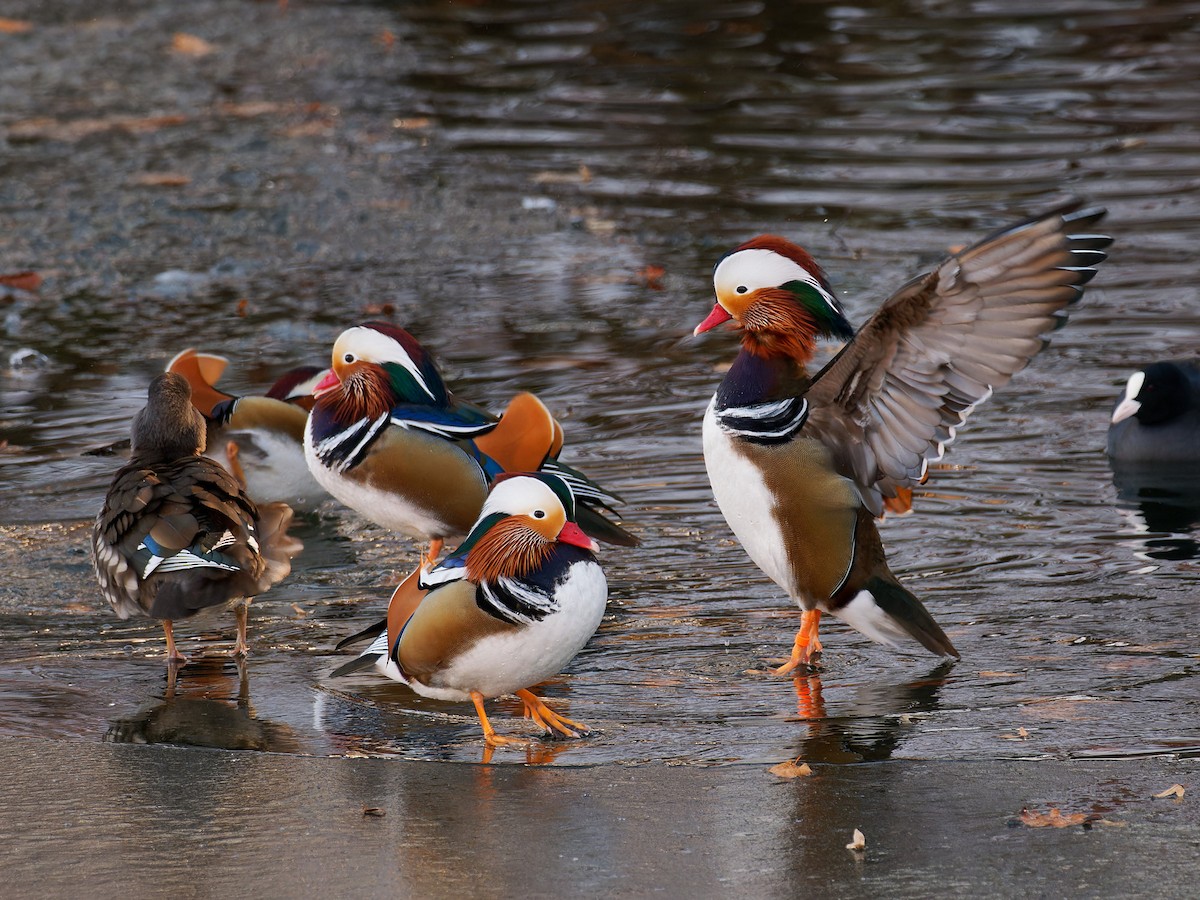 Mandarin Duck - ML611911217