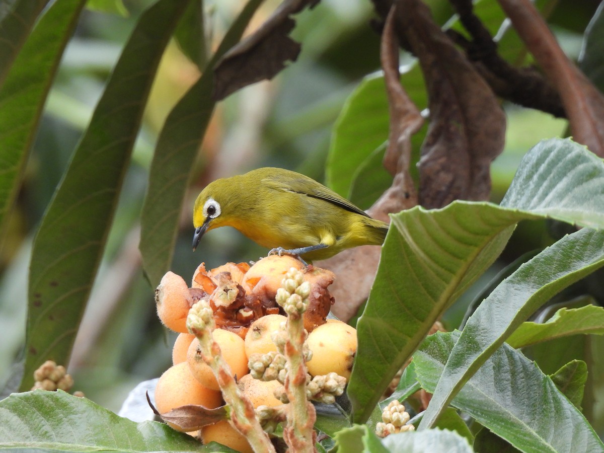 Kikuyu White-eye - Adarsh Nagda