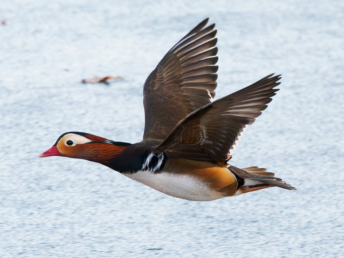 Mandarin Duck - ML611911222