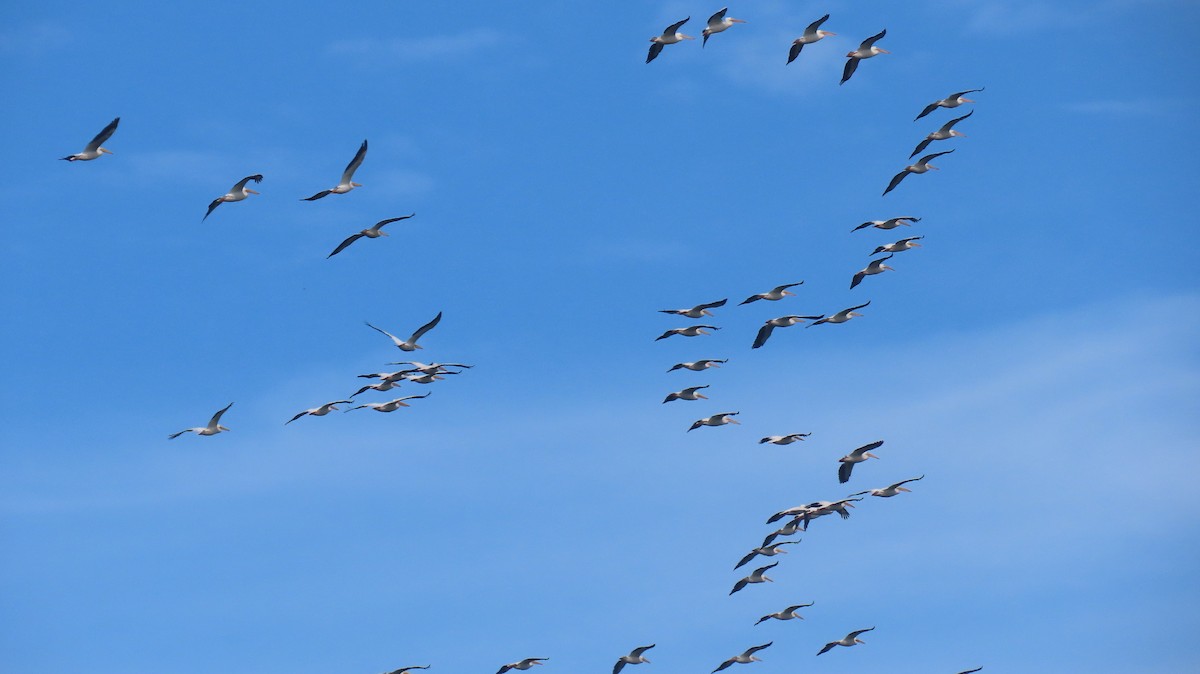 American White Pelican - ML611911226