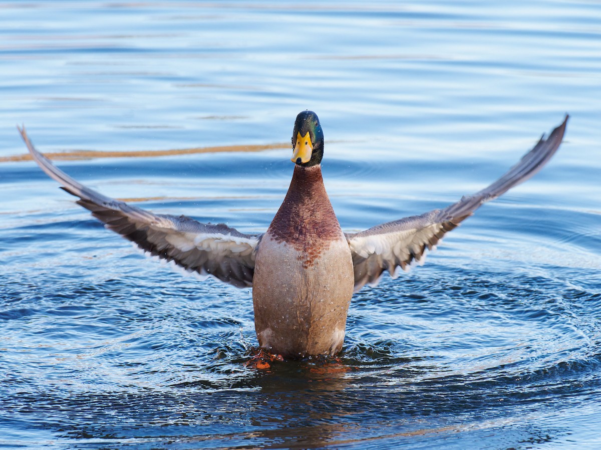 Mallard - ML611911227