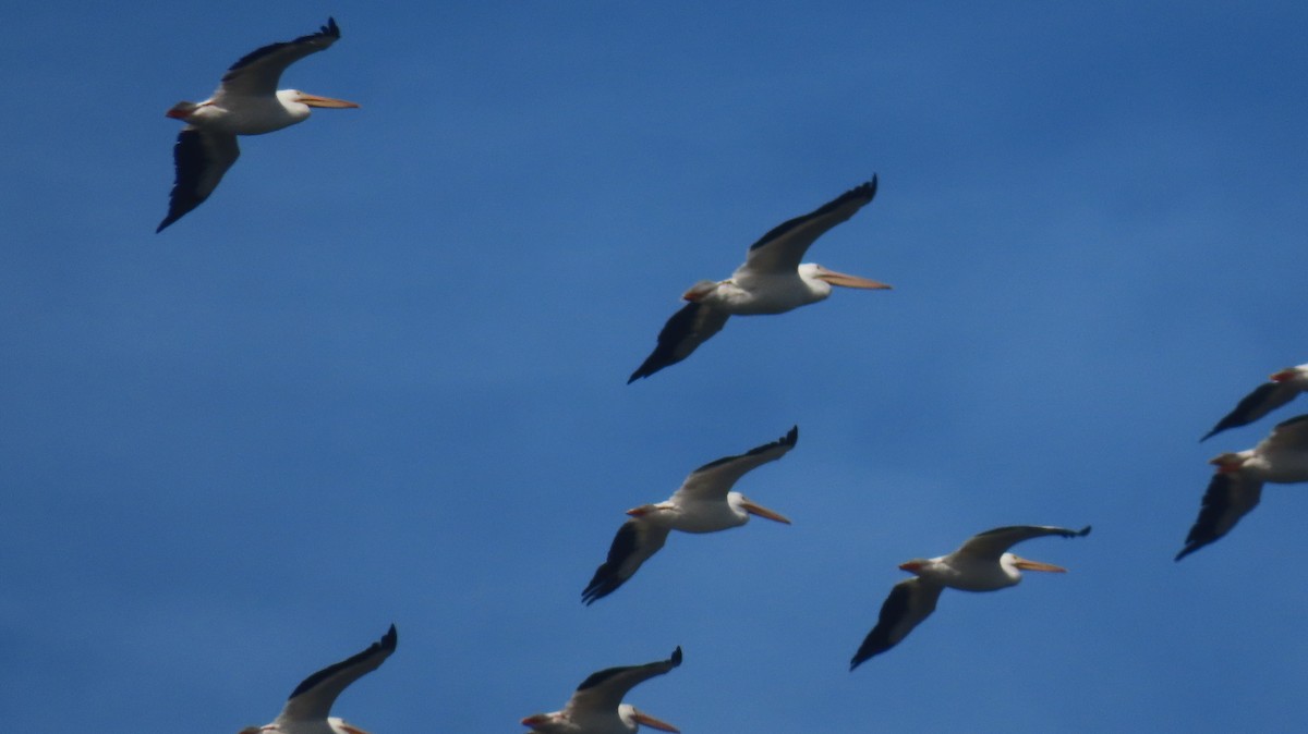 American White Pelican - ML611911253