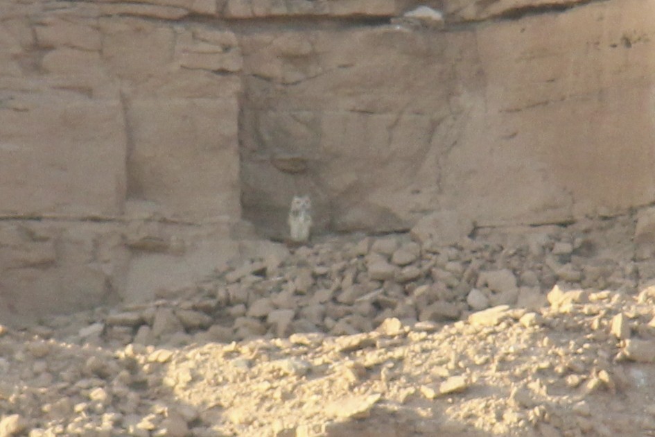 Pharaoh Eagle-Owl - ML611911295