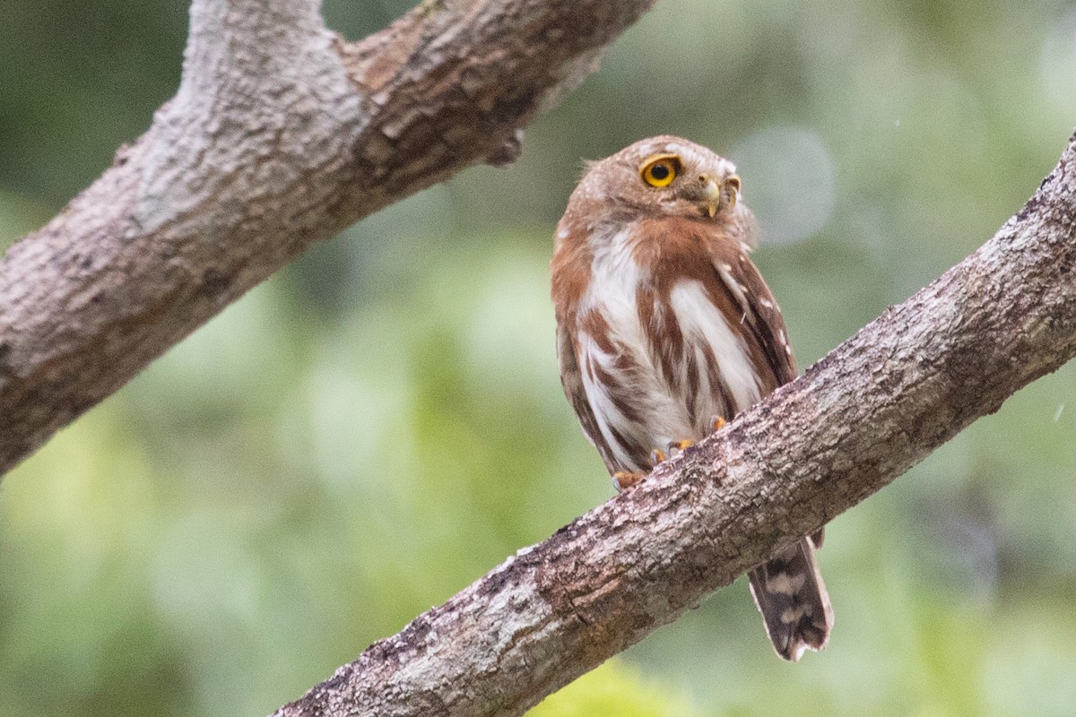 Least Pygmy-Owl - ML611911296