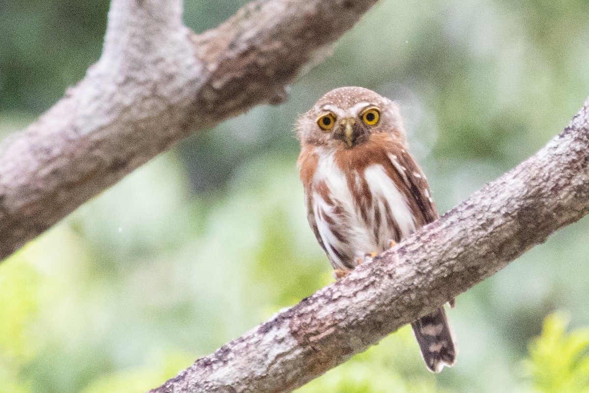 Least Pygmy-Owl - ML611911302