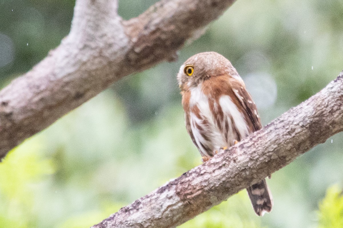 Least Pygmy-Owl - ML611911310