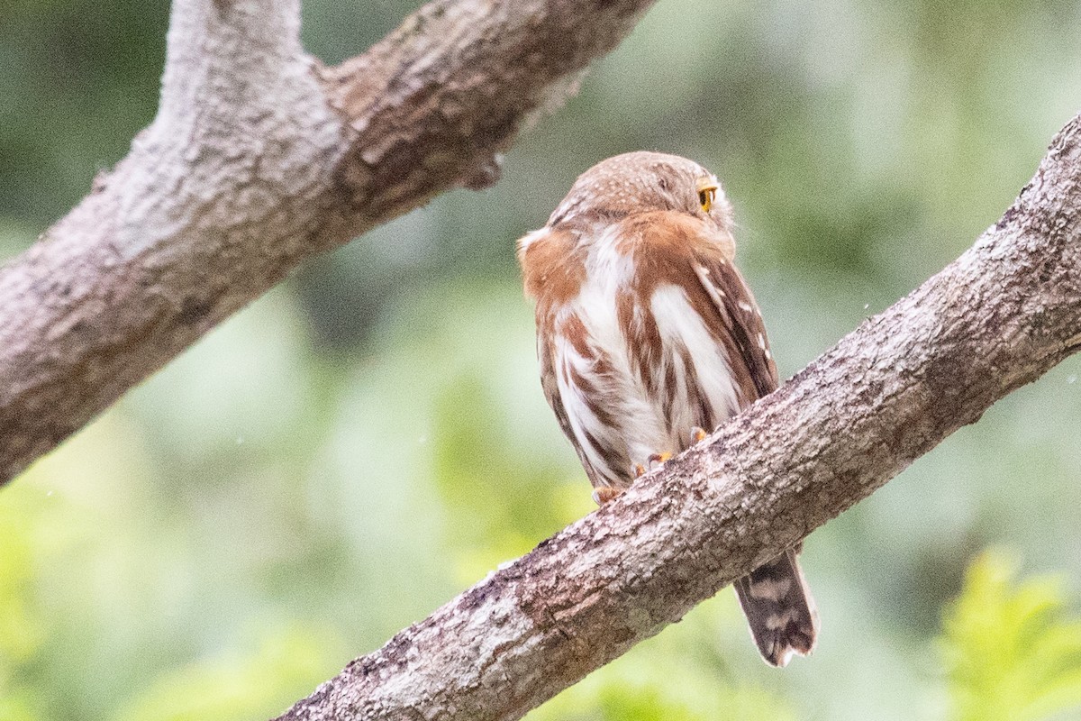 Least Pygmy-Owl - ML611911313