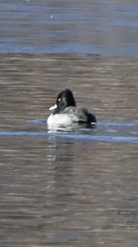 Lesser Scaup - ML611911335