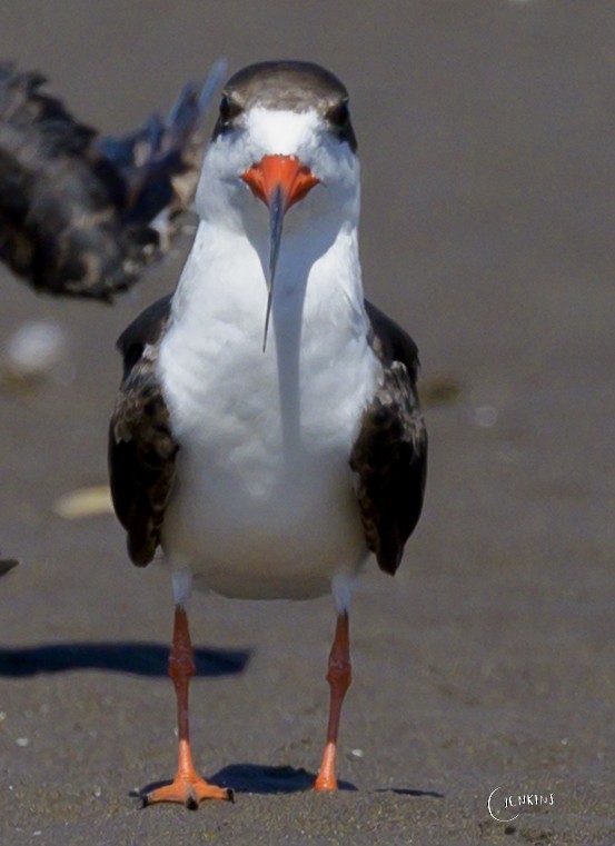 Black Skimmer - Carlos Jenkins