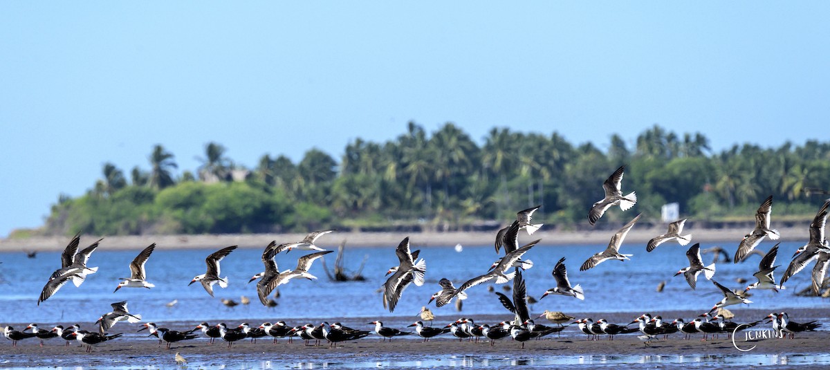 Black Skimmer - Carlos Jenkins