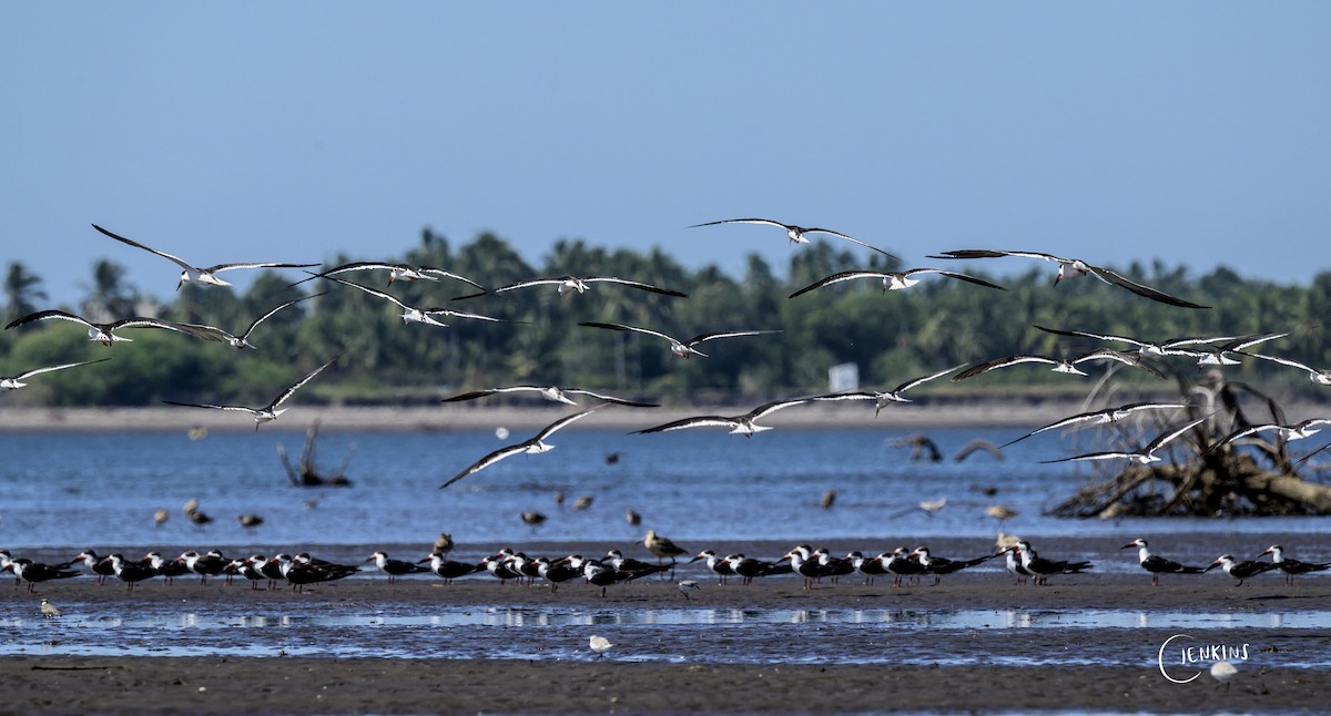 Black Skimmer - Carlos Jenkins