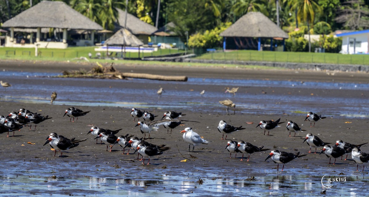 Black Skimmer - Carlos Jenkins