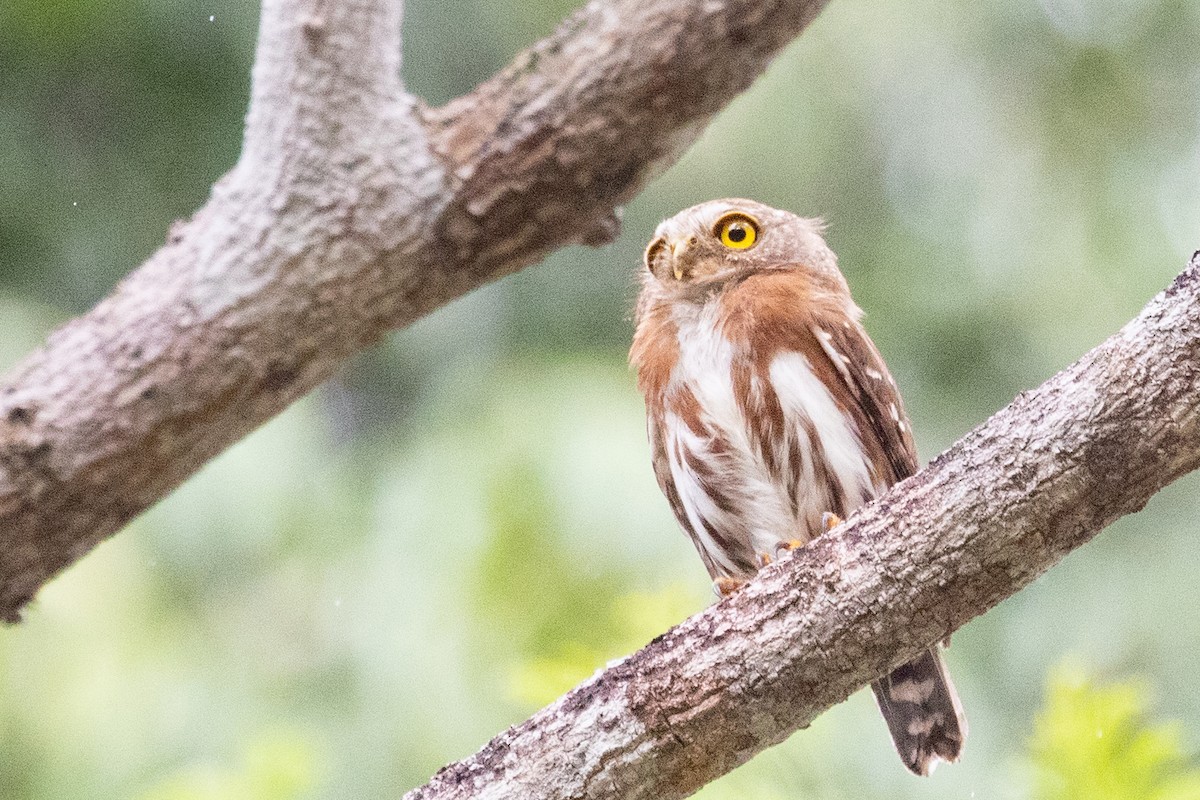 Least Pygmy-Owl - ML611911363