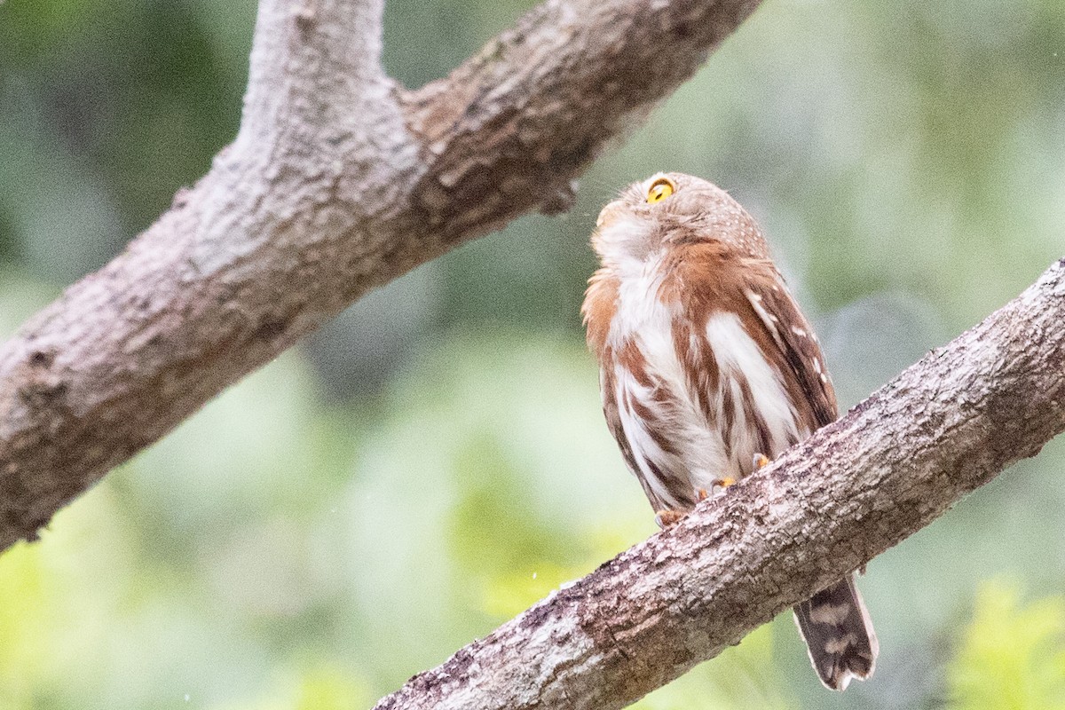 Least Pygmy-Owl - ML611911365