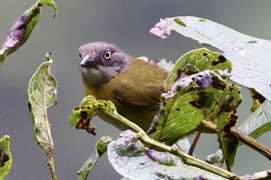 Common Chlorospingus (Southern Peru) - ML611911425