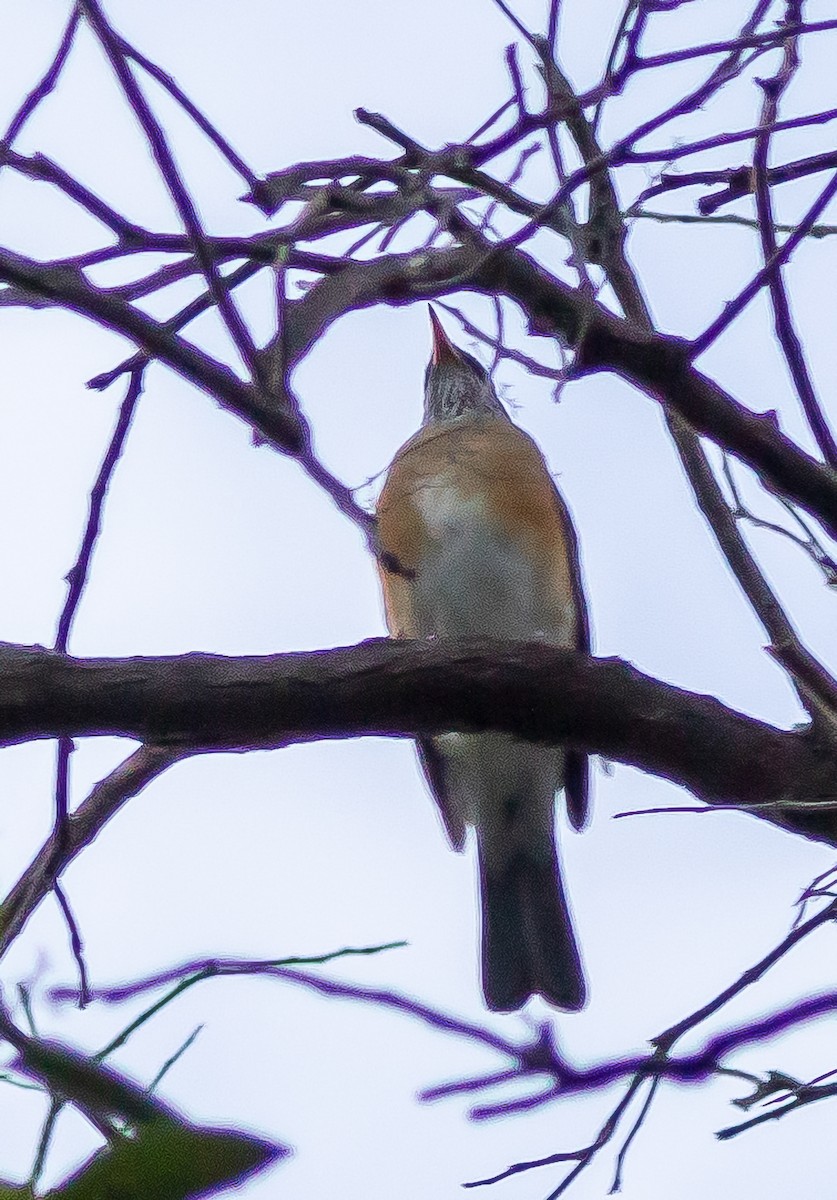 Rufous-backed Robin - ML611911487