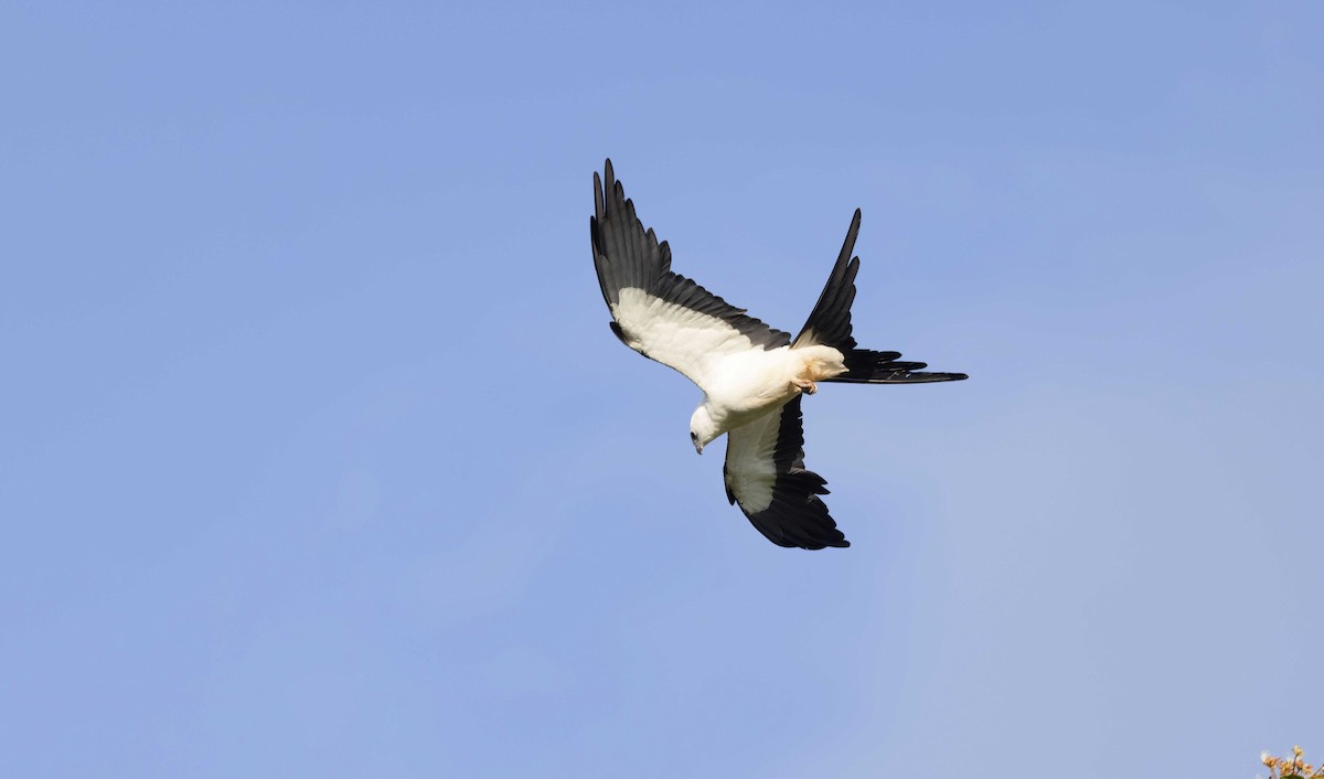 Swallow-tailed Kite - ML611911499