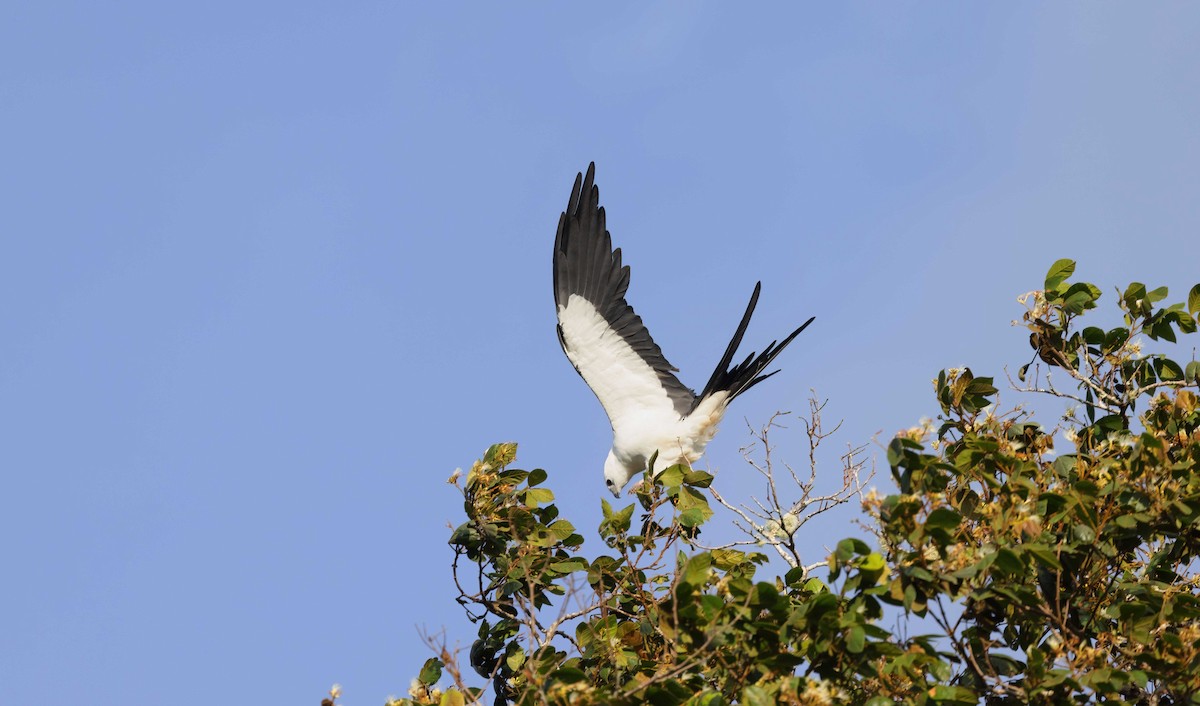 Swallow-tailed Kite - ML611911500
