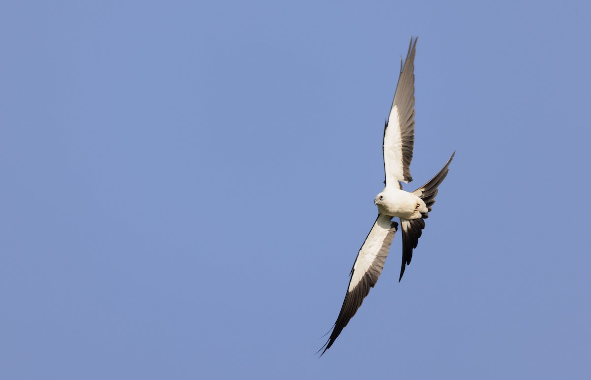 Swallow-tailed Kite - ML611911501