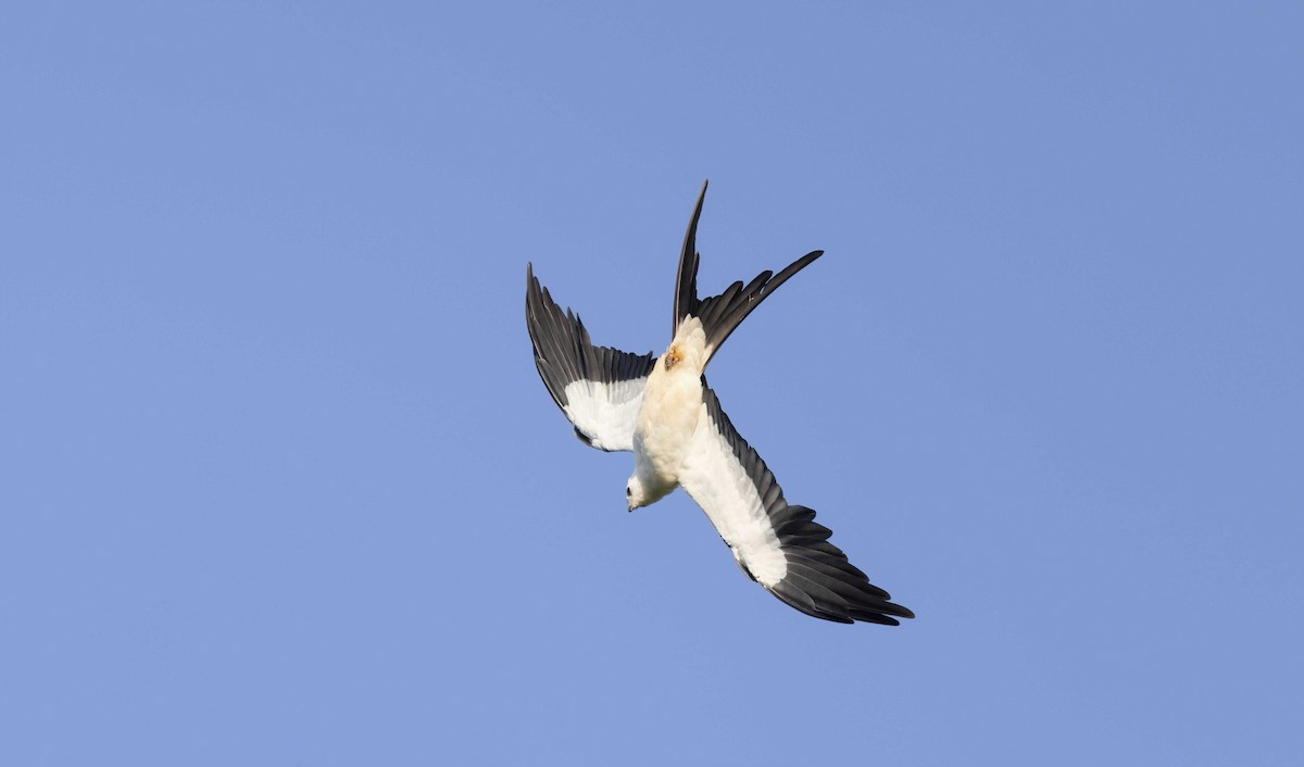 Swallow-tailed Kite - ML611911502