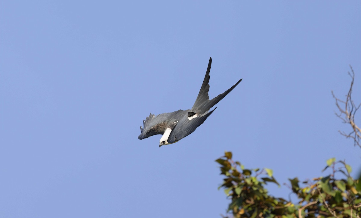 Swallow-tailed Kite - ML611911504