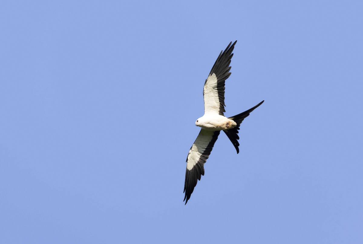 Swallow-tailed Kite - ML611911505
