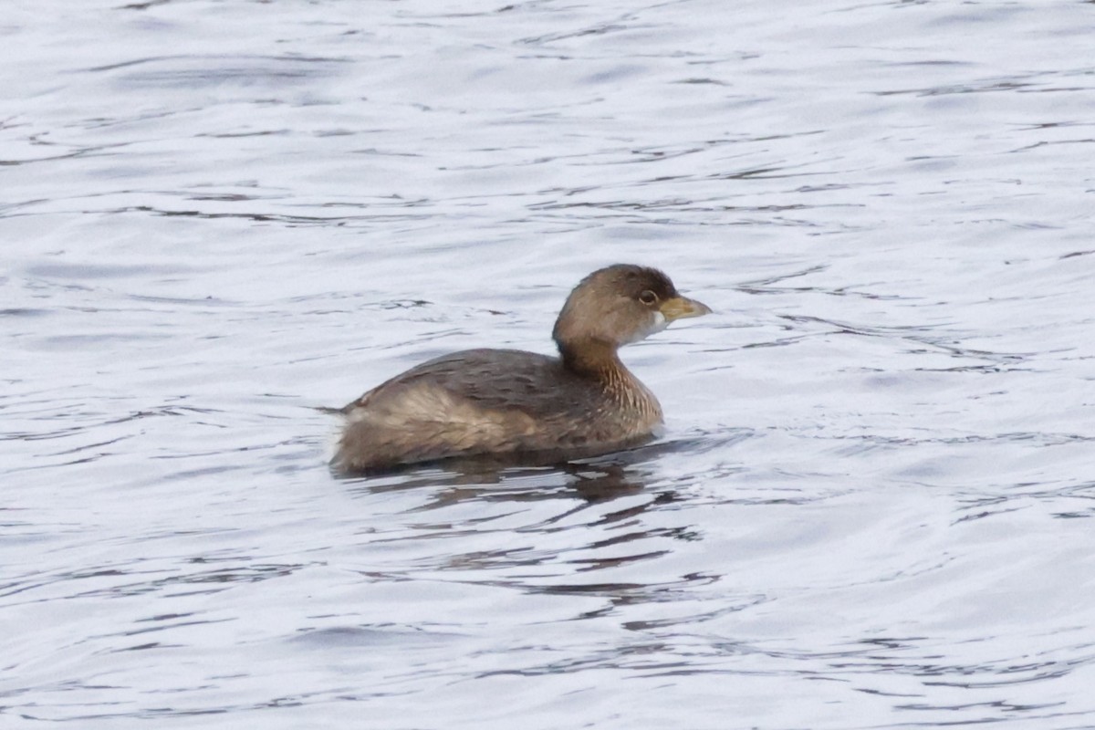 Pied-billed Grebe - ML611911531