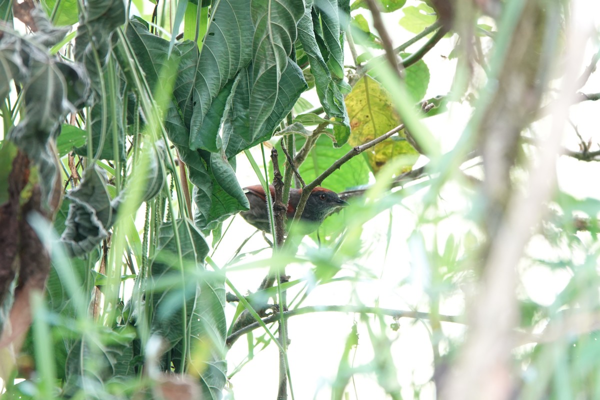 Dusky Spinetail - Patricia Mejia