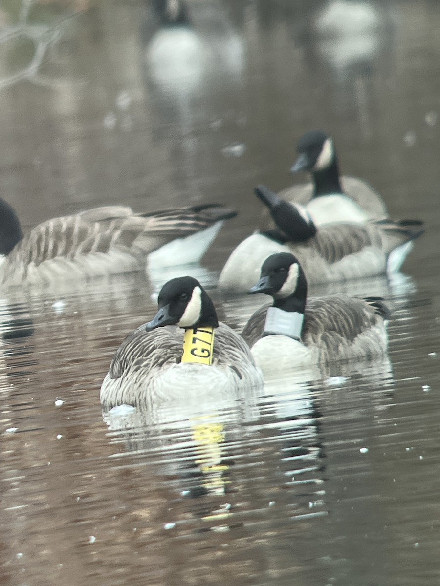 Canada Goose - Hanyang Ye