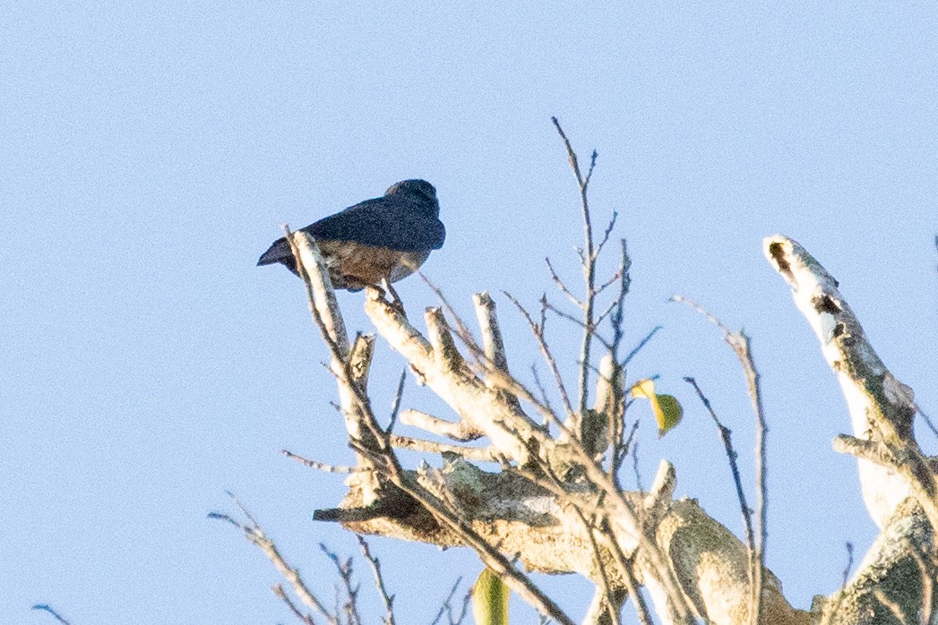 Swallow-winged Puffbird - ML611911598