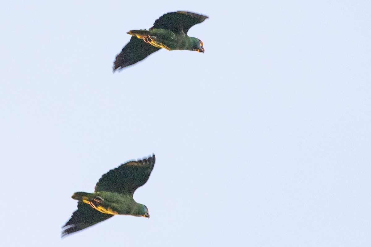 Red-browed Parrot - Sue Wright