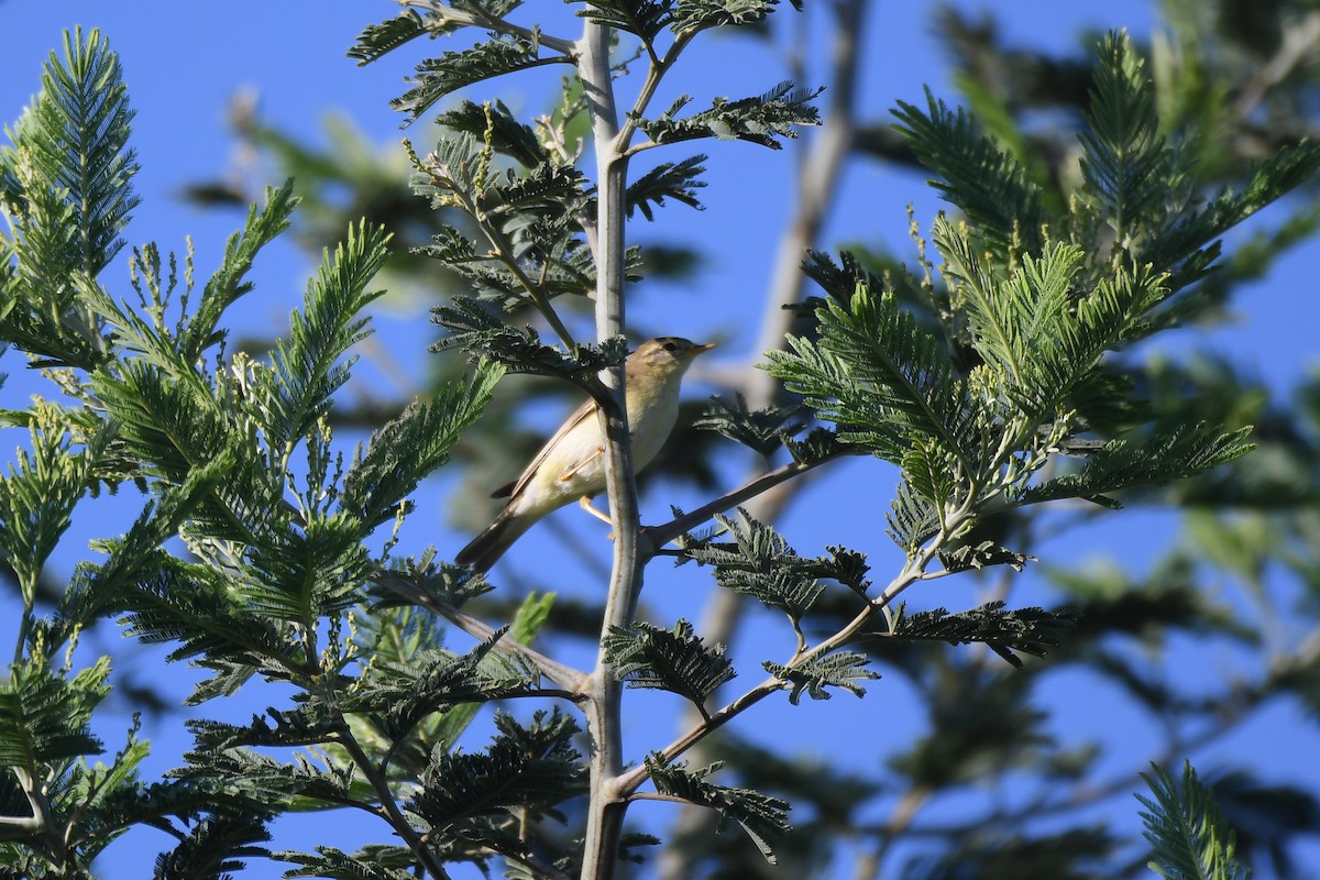 Willow Warbler - ML611911661