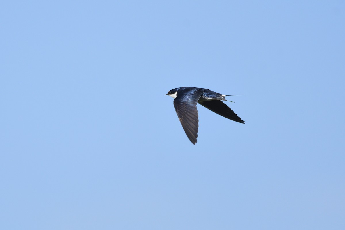 White-throated Swallow - ML611911685