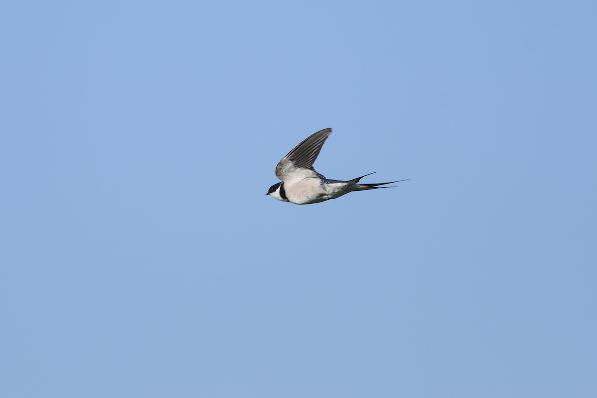 White-throated Swallow - ML611911686