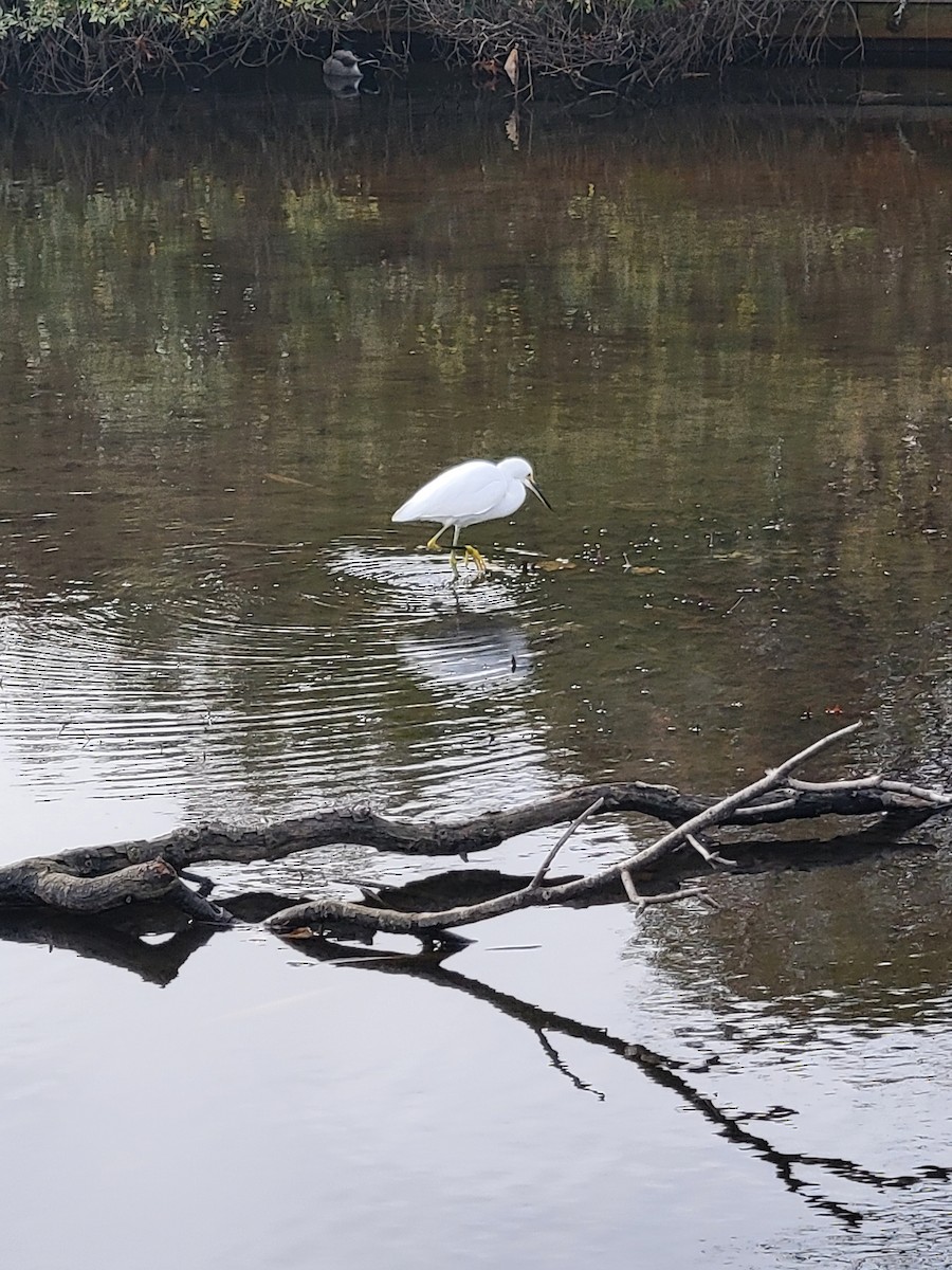 Snowy Egret - ML611911729