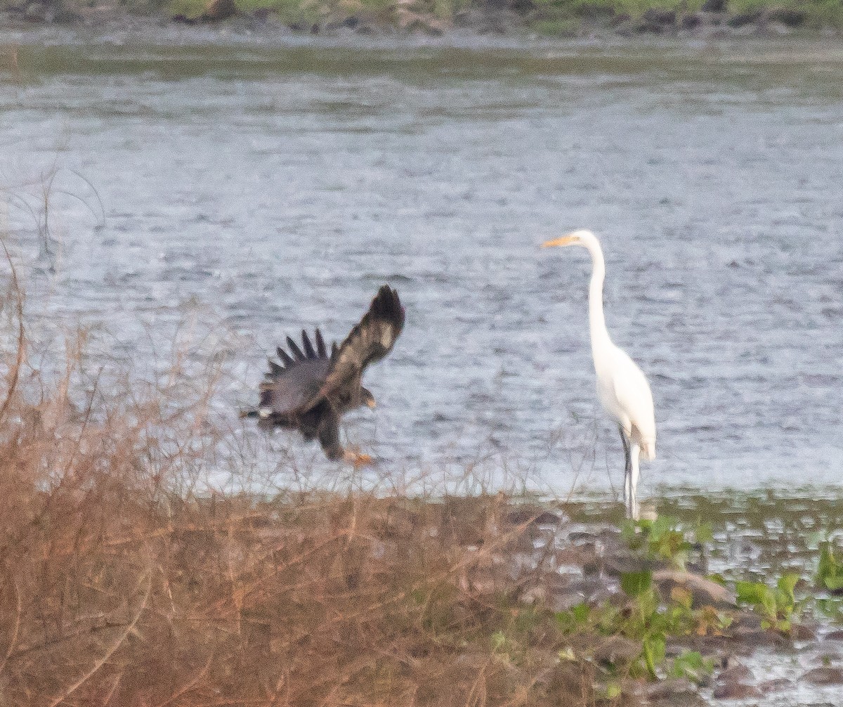 Common Black Hawk - ML611911735