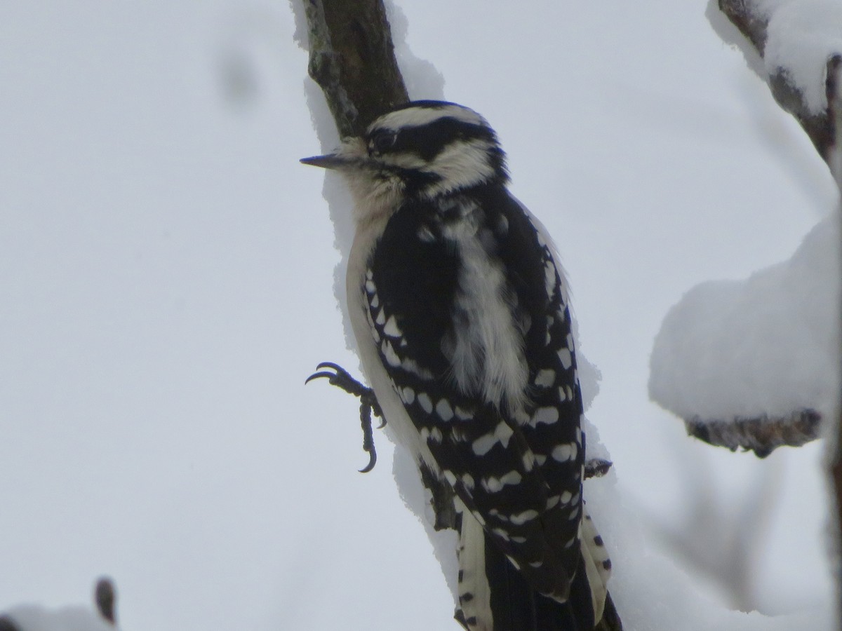 Downy Woodpecker - ML611911794