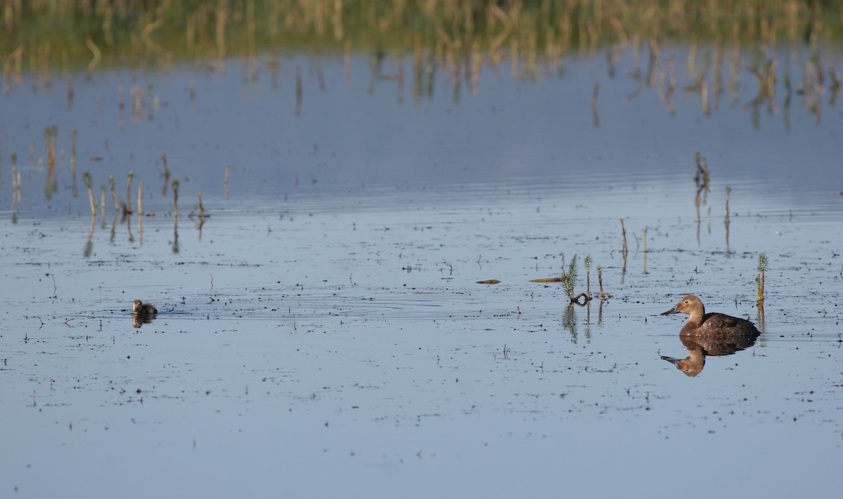 Canvasback - ML611911803