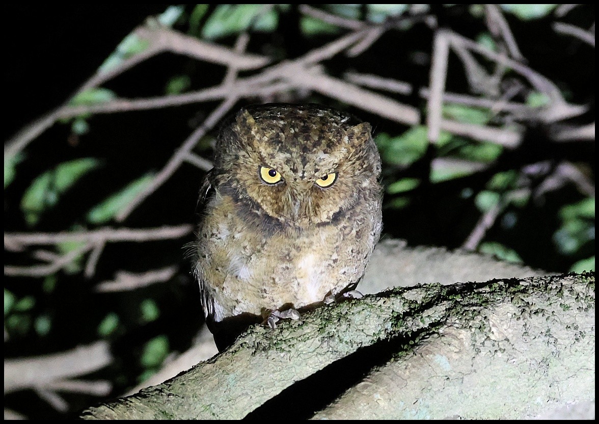 Mountain Scops-Owl - Tom Pavlik