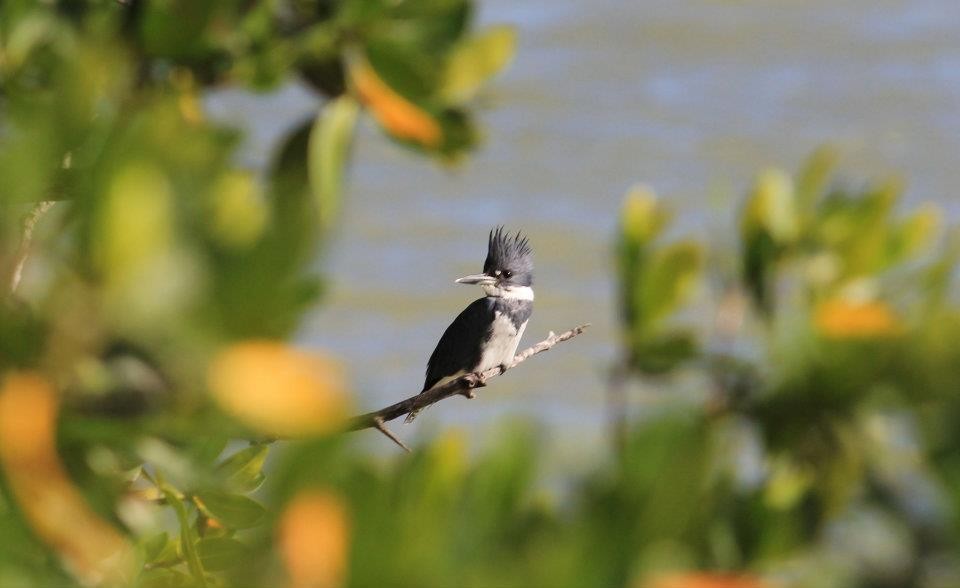 Belted Kingfisher - ML611911874