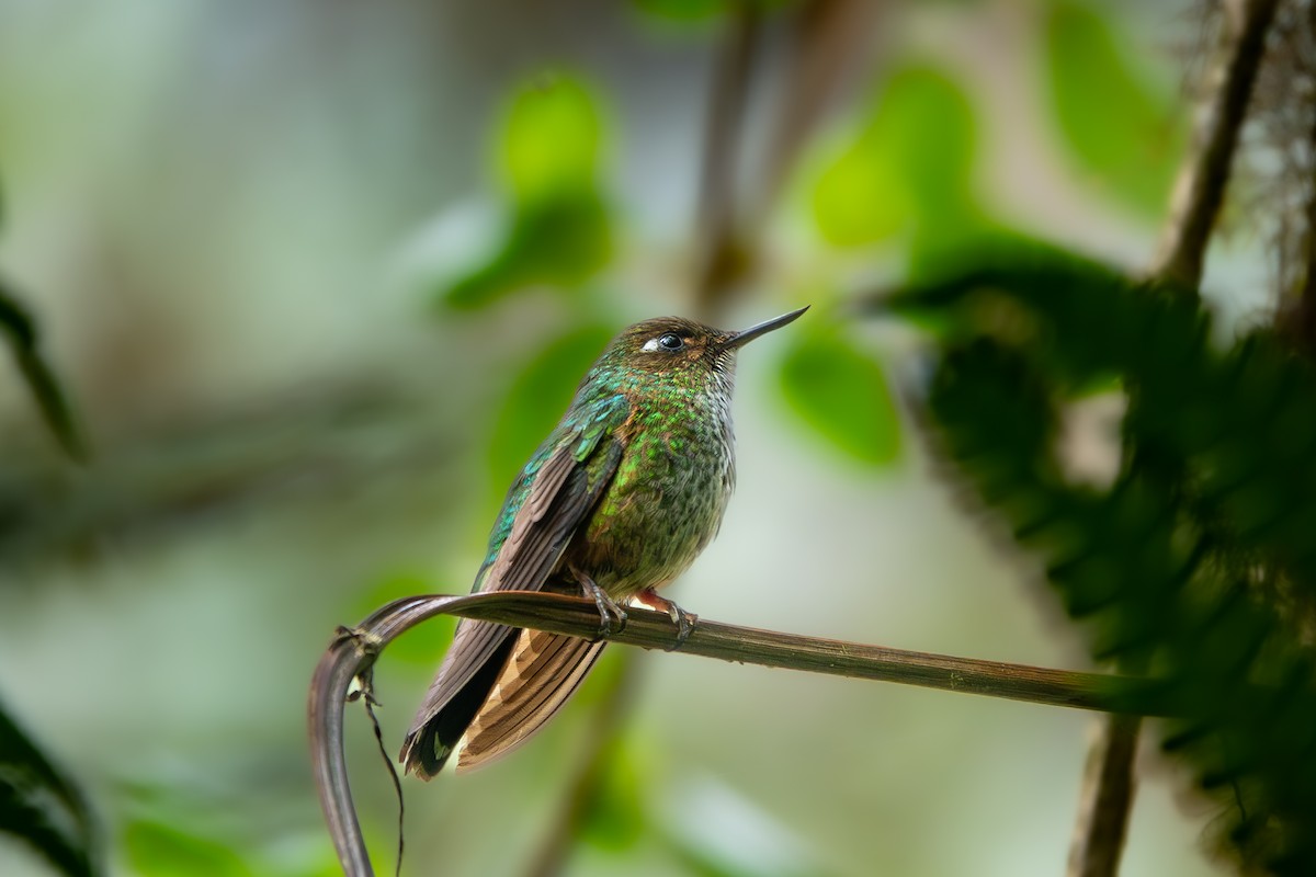 Colibri avocettin - ML611911896