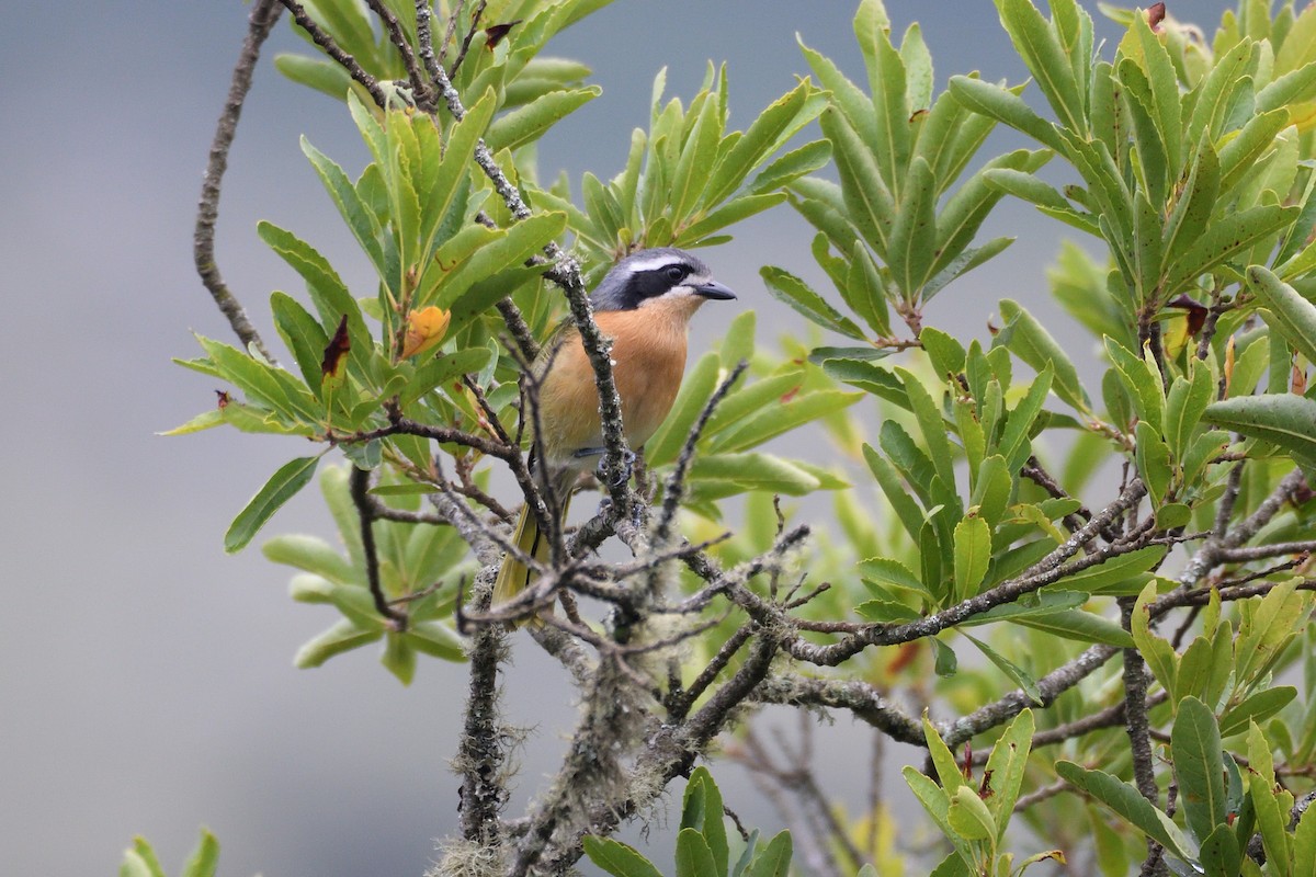 Olive Bushshrike - ML611911900