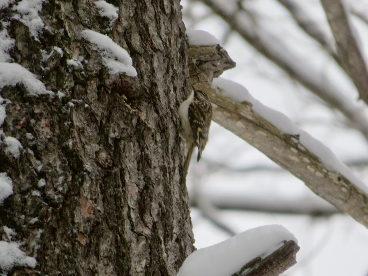 Brown Creeper - ML611911947