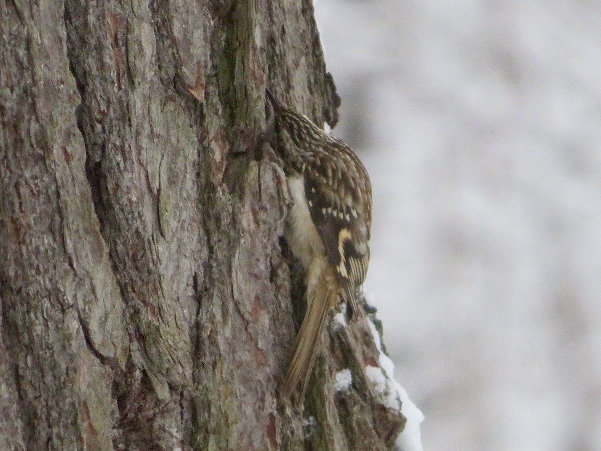 Brown Creeper - ML611911948