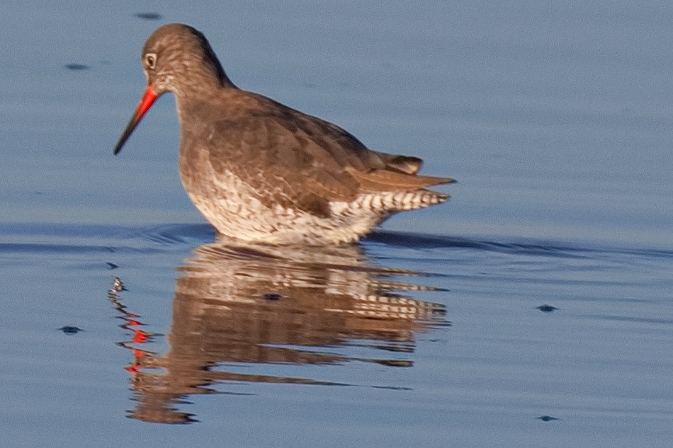 Common Redshank - Bruce Kerr