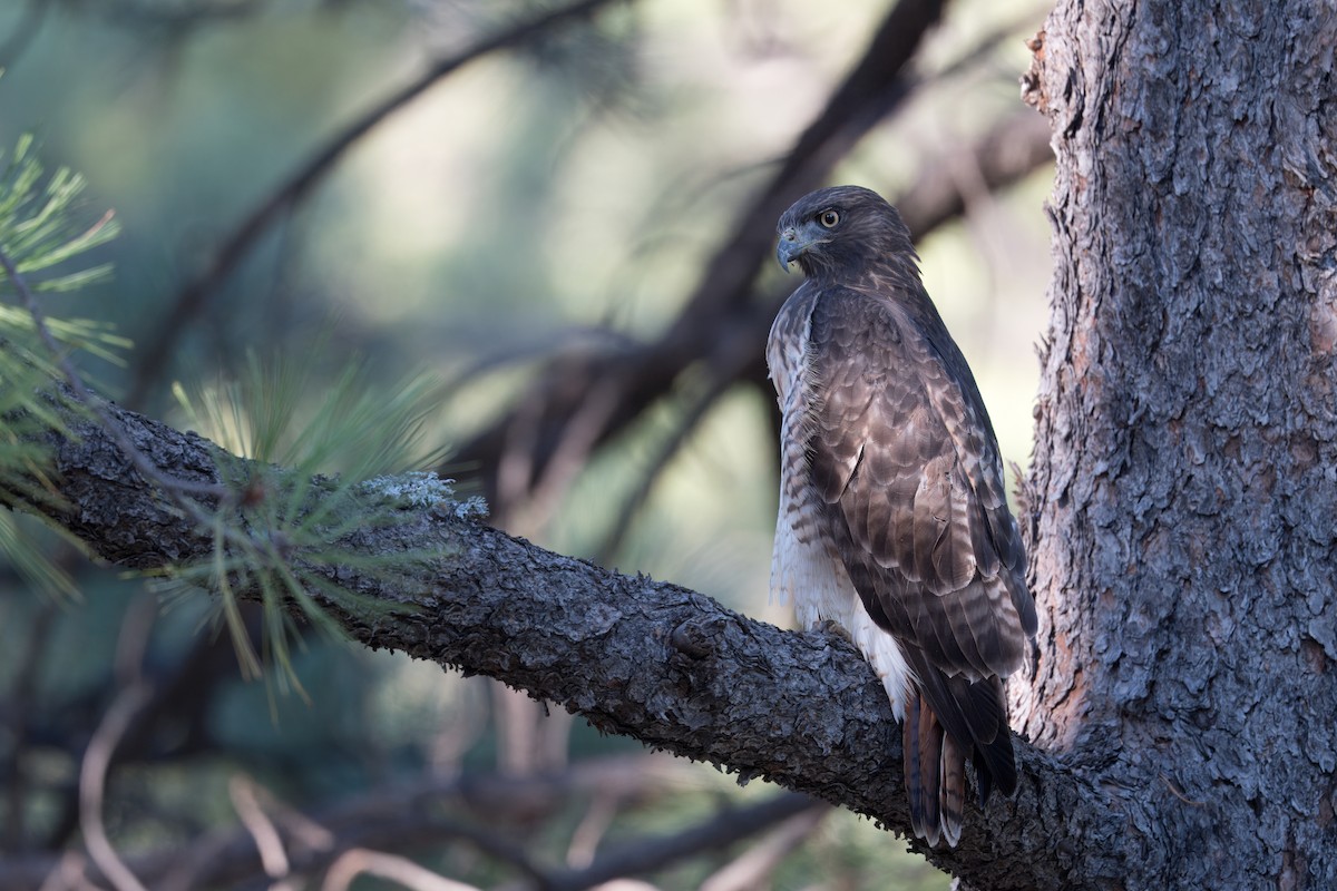 Red-tailed Hawk - Clay Bliznick