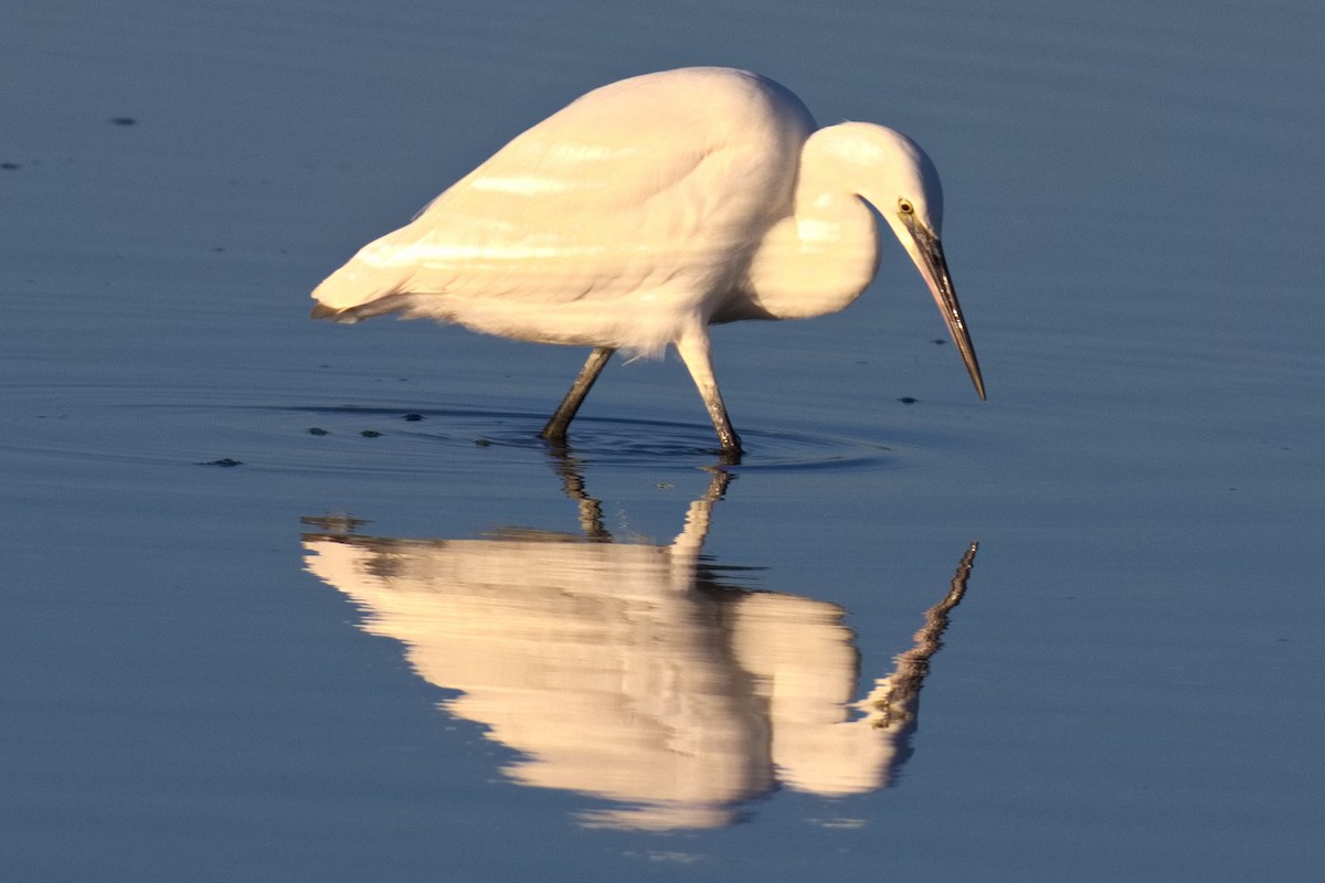 Little Egret - Bruce Kerr