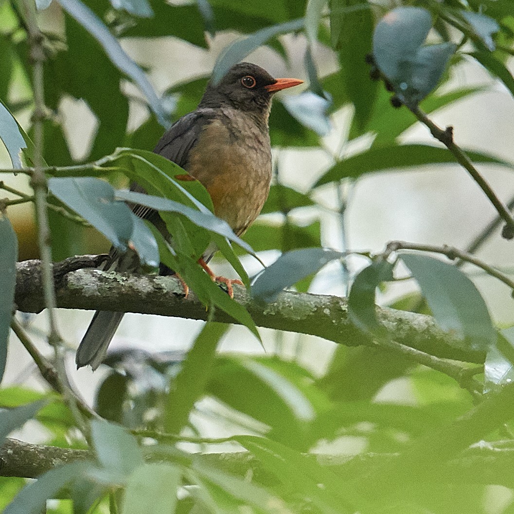 Abyssinian Thrush - Werner Suter