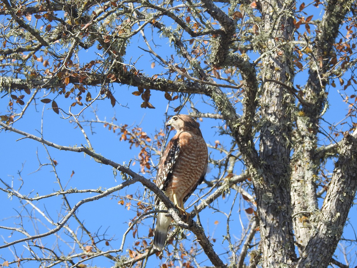 Red-shouldered Hawk - ML611912073